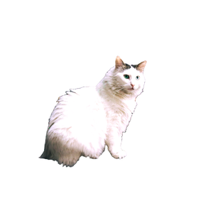 A Beautiful White Cat With Striking Blue Eyes Sits Gracefully Indoors. 16630 - Cat PNG image with transparent background